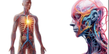 Lenf Sistemi: Sağlığınızın Gizli Kahramanı!