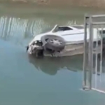 Hafif Ticari Araç Sulama Kanalına Düştü!