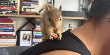 Yoda: Tedavi Sürecindeki Yavru Sincap