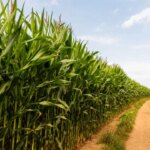 İktidardan Çiftçiye Darbe: 2 Milyon Ton İthalat