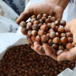 Fındıkta Ferrero Krizi: Üreticiler Umutsuz