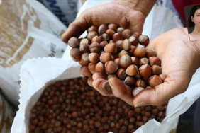 Fındıkta Ferrero Krizi: Üreticiler Umutsuz