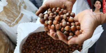 Fındıkta Ferrero Krizi: Üreticiler Umutsuz