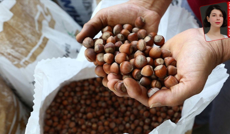 Fındıkta Ferrero Krizi: Üreticiler Umutsuz