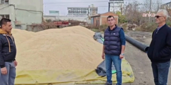 Çeltik Fiyatları Belirsiz, Çiftçi Zorda!