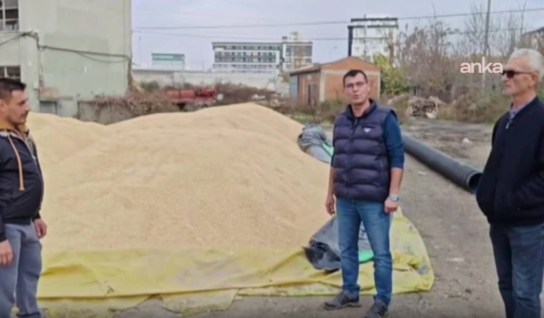 Çeltik Fiyatları Belirsiz, Çiftçi Zorda!