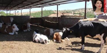 Et Krizi Büyüyor: İthalat ve Fiyatlar Tırmanıyor