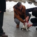 Konteynerdeki Kedi Kurtarıldı, Sevinçle Uçtu!