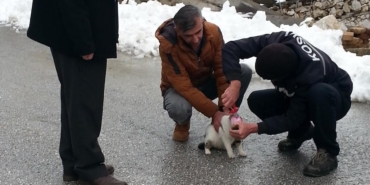 Konteynerdeki Kedi Kurtarıldı, Sevinçle Uçtu!
