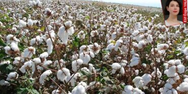 Çukurova’da Pamuk Üretimi Krizi Derinleşiyor!
