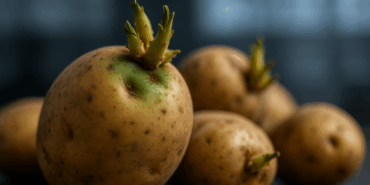 Kasım’da Patates Tüketiminde Solanin Riski Artıyor!
