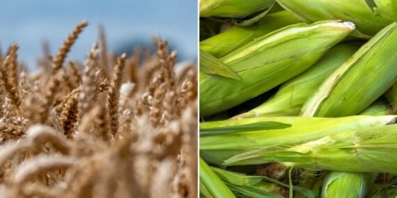 CHP’den İthalat Tepkisi: Türk Çiftçisi Yok Sayılıyor!