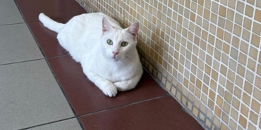 Adliye Kedileri Tehlikede: Destek Çağrısı!