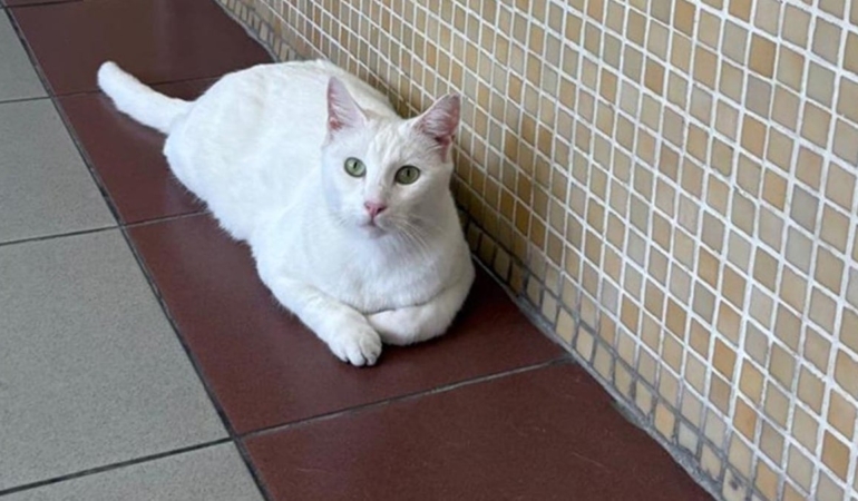 Adliye Kedileri Tehlikede: Destek Çağrısı!