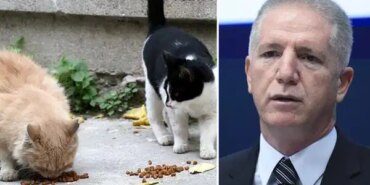 Sokakta Hayvan Beslemek Doğanın Dengesini Bozuyor