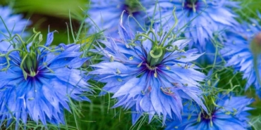 Çörek Otu Kalp Sağlığını Koruyor: Araştırma Sonucu!