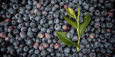 Yaban Mersiniyle Sağlıkta 7 Günde Değişim