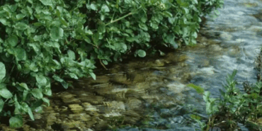 Su Teresi, En Sağlıklı Sebze Olarak Zirvede!