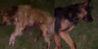 Samsun’da 9 Köpek Kurşunlanarak Katledildi!