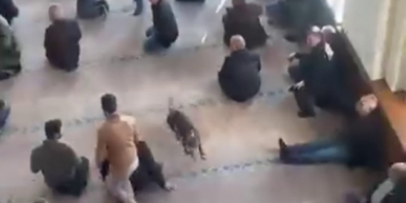 Camiye Pitbull Girişi, Cemaat Tedirgin Oldu!