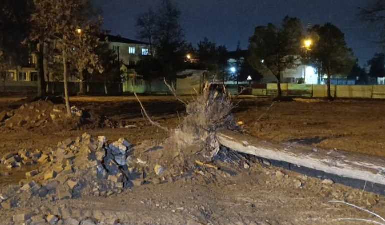 Rüzgarın Devrildiği Ağaç Olası Facianın Önüne Geçti