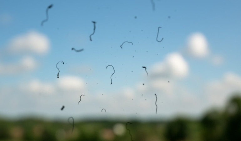 Gözde Uçuşan Cisimler: Tehlike İşareti Olabilir!