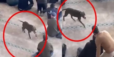 Camiye Pitbull Girişi, Cemaat Tedirgin Oldu!
