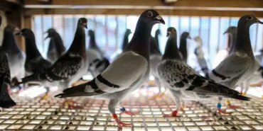 İcra Dosyaları 24 Milyonu Aştı, Güvercine Haciz!