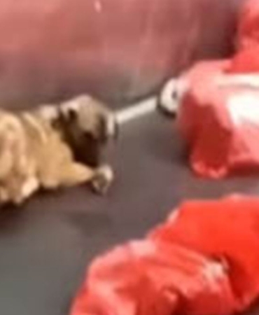 Ankara’da Barınakta Şok Görüntüler: Tepkiler Büyüyor