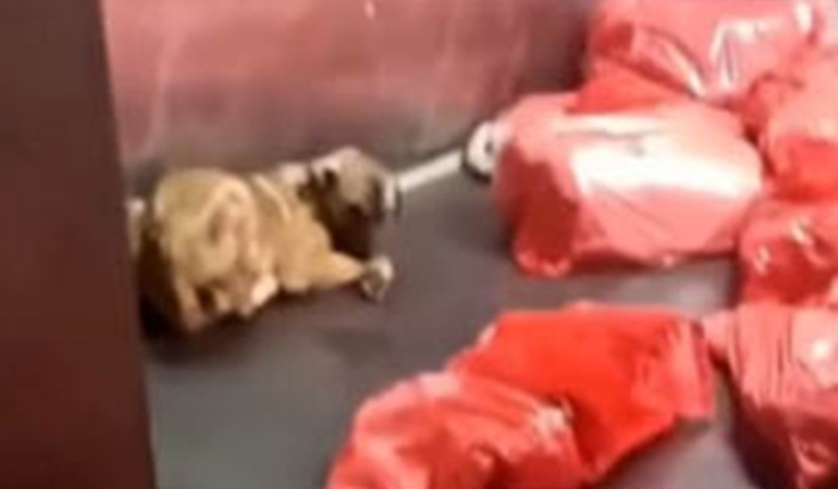 Ankara’da Barınakta Şok Görüntüler: Tepkiler Büyüyor