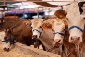 Et Piyasasında Kriz: İthalat Artıyor, Fiyatlar Yükseliyor