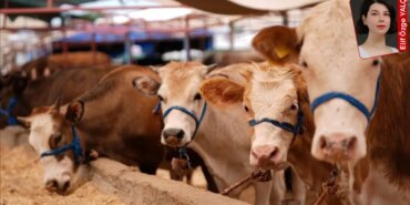 Et Piyasasında Kriz: İthalat Artıyor, Fiyatlar Yükseliyor