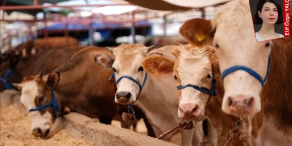 Et Piyasasında Kriz: İthalat Artıyor, Fiyatlar Yükseliyor