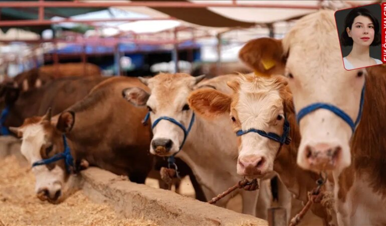 Et Piyasasında Kriz: İthalat Artıyor, Fiyatlar Yükseliyor