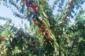 Çeribaşı Kirazı Coğrafi İşaretle Güçlendi!