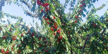 Çeribaşı Kirazı Coğrafi İşaretle Güçlendi!