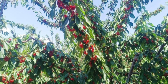 Çeribaşı Kirazı Coğrafi İşaretle Güçlendi!