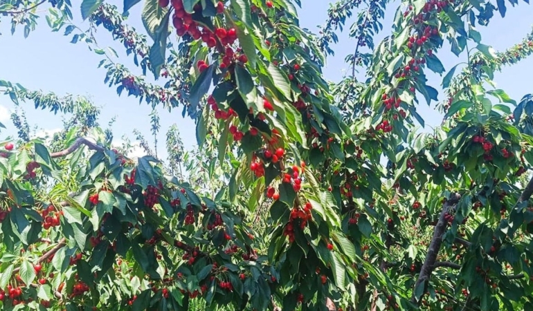 Çeribaşı Kirazı Coğrafi İşaretle Güçlendi!