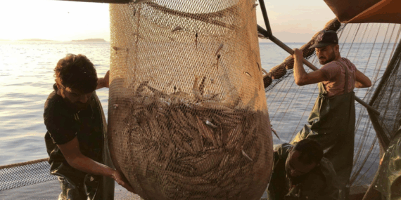 Deniz Suyu Sıcak, Hamsi Avı Zorlaştı!