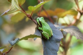 Kurbağa Bakterisi Kanseri Yok Edebiliyor!