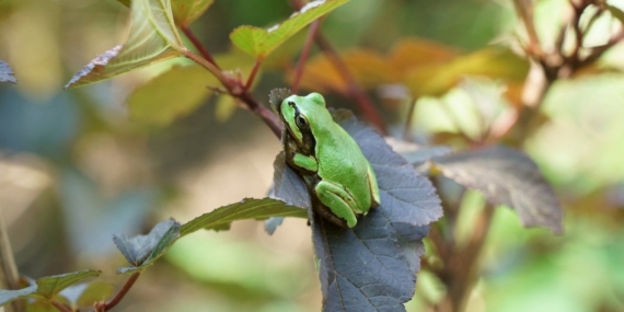 Kurbağa Bakterisi Kanseri Yok Edebiliyor!