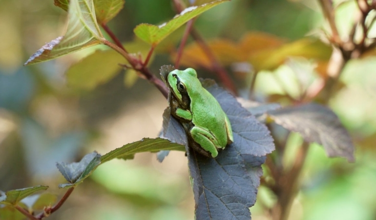 Kurbağa Bakterisi Kanseri Yok Edebiliyor!