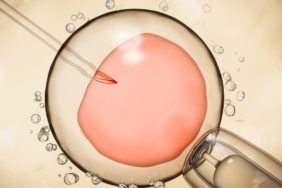 Yapay Rahim Tabakasıyla Embriyo Araştırmalarında Çığır