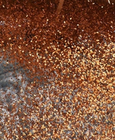 Susam Tüketiminde Dikkat! Ciddi Sağlık Sorunları