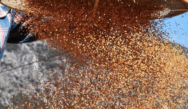 Susam Tüketiminde Dikkat! Ciddi Sağlık Sorunları