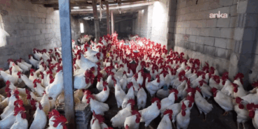 Emekli Öğretmen, Etlik Horoz Yetiştiriciliğiyle Kazanıyor