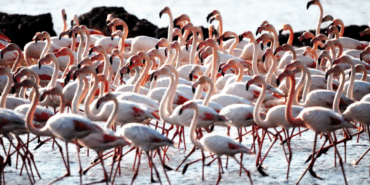 Tuzla Sulak Alanı’nda 7 Bin Flamingo Görüldü!