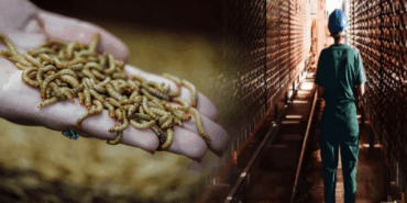 Ynsect İflas Etti: Yüksek Yatırım, Düşük Gelir