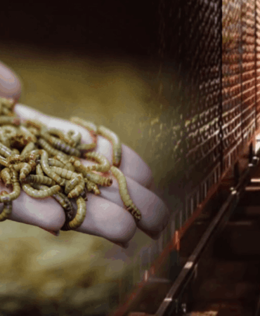 Ynsect İflas Etti: Yüksek Yatırım, Düşük Gelir