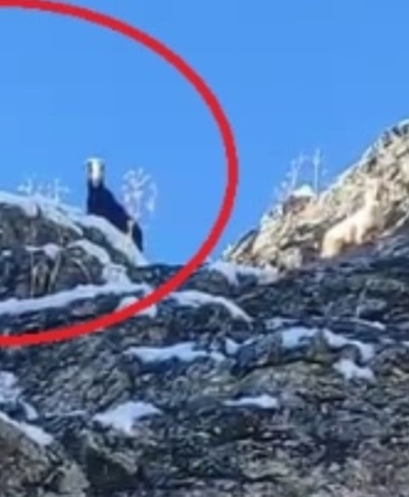 Dağda Mahsur Kalan 18 Keçi Kurtarılmayı Bekliyor!